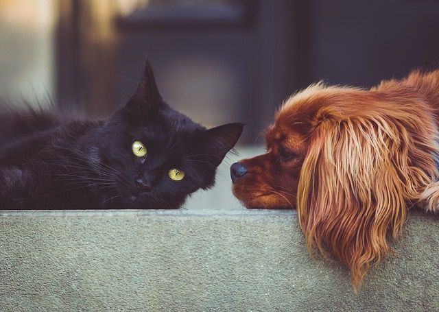 énergie angélique chats chiensénergie angélique chats chiens