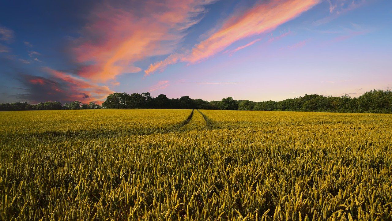 champ dans la campagne Haravilliers